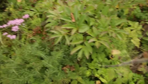 MVI 1634 Stock Footage 8650388