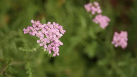 MVI 1635 Stock Footage 8650296