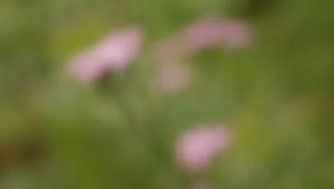 MVI 1636 Stock Footage 8650362