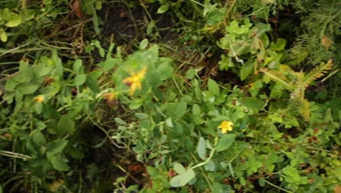 MVI 1638 Stock-Footage 8650328