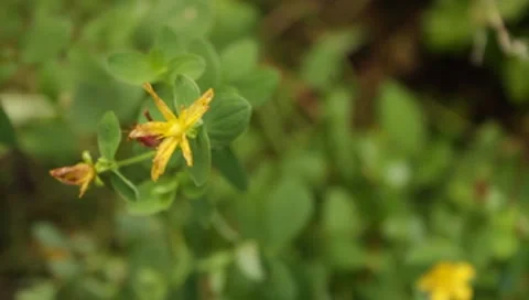 MVI 1639 Stock Footage 8650334