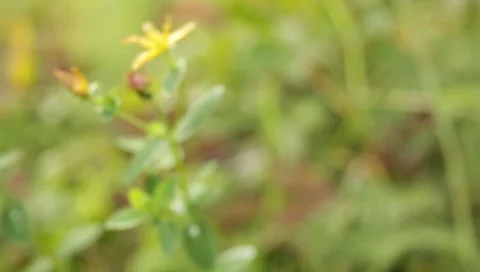 MVI 1641 Stock Footage 8650201