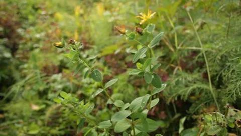 MVI 1643 Stock Footage 8650261