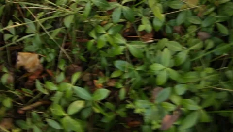 MVI 1644 Stock Footage 8650342