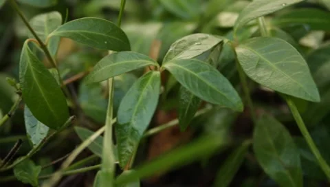 MVI 1647 Stock Footage 8650147