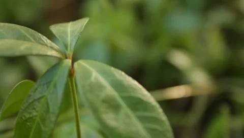 MVI 1648 Stock Footage 8650312