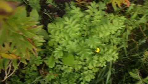 MVI 1651 Stock Footage 8650361