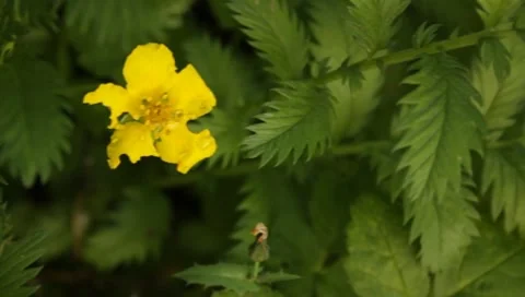 MVI 1653 Stock Footage 8650335