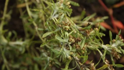 MVI 1654 Stock Footage 8650280