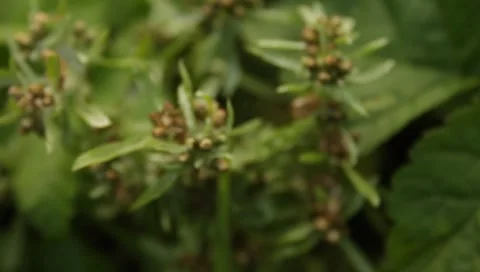 MVI 1656 Stock Footage 8650254