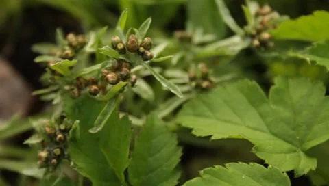 MVI 1657 Stock Footage 8650176