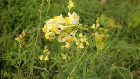 MVI 1659 Stock Footage 8650299