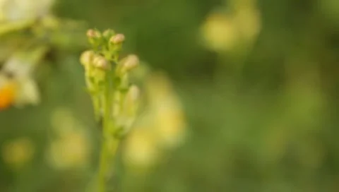 MVI 1660 Stock Footage 8650322