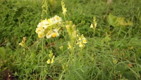 MVI 1662 Stock-Footage 8650370