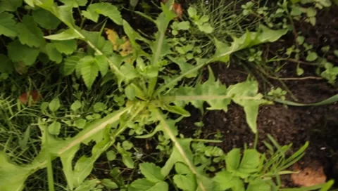 MVI 1663 Stock Footage 8650158