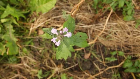 MVI 1665 Stock Footage 8650410