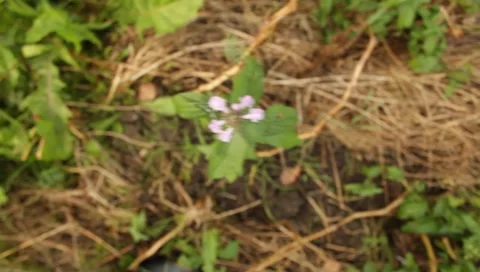 MVI 1666 Stock Footage 8650387