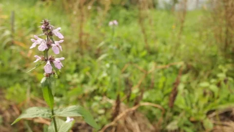 MVI 1667 Stock Footage 8650272