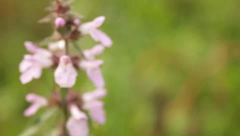 MVI 1668 Stock-Footage 8650228