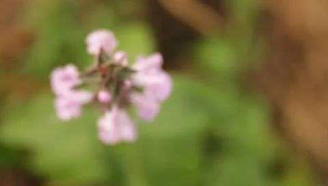 MVI 1669 Stock Footage 8650166