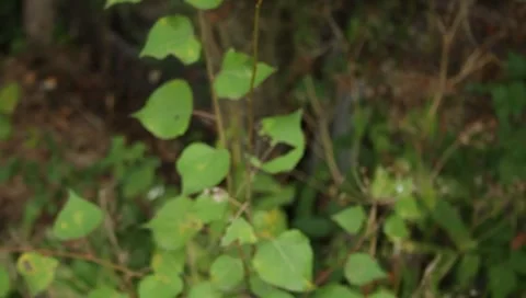 MVI 1704 Stock Footage 8652725