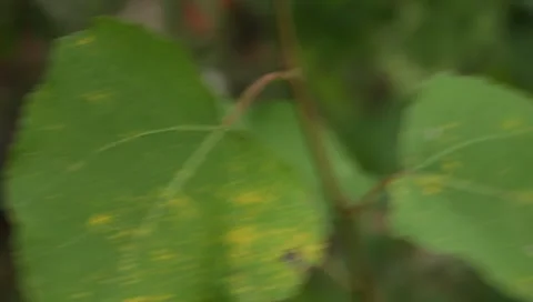 MVI 1705 Stock Footage 8652733