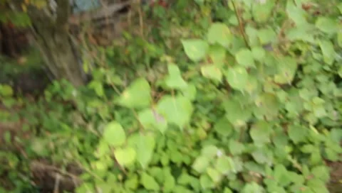 MVI 1710 Stock Footage 8652760