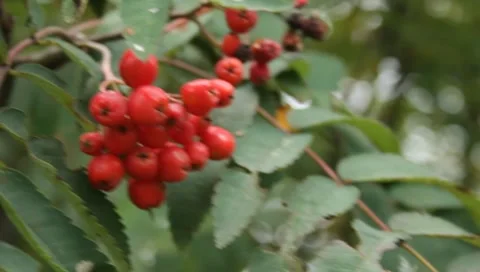 MVI 1711 Stock Footage 8652750