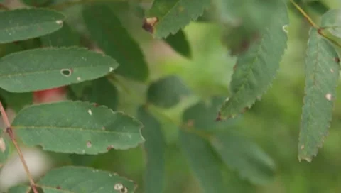 MVI 1712 Stock Footage 8652754