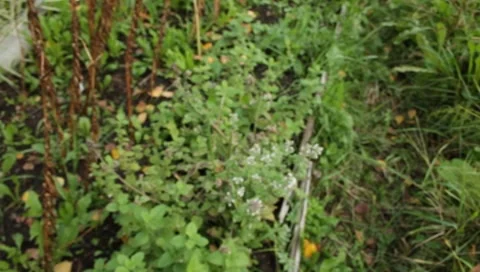 MVI 1749 Stock-Footage 8652767