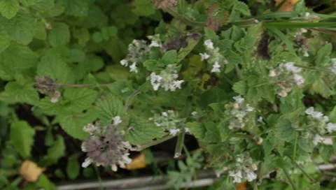 MVI 1753 Stock Footage 8652776