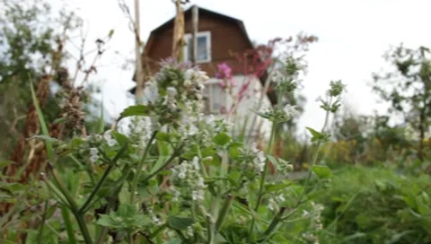 MVI 1754 Stock Footage 8652786