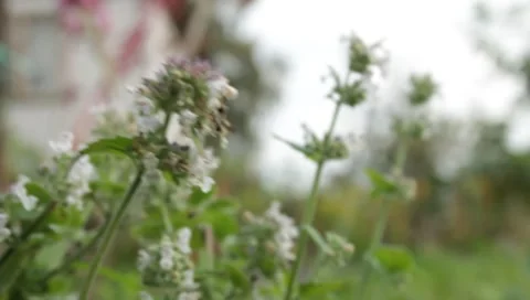 MVI 1755 Stock Footage 8652788