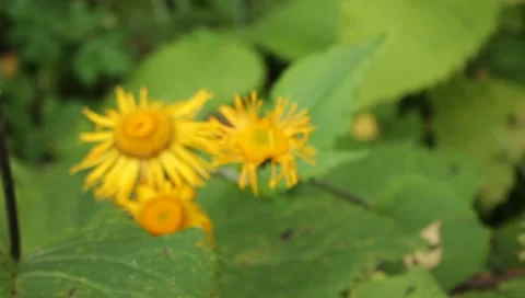 MVI 1756 Stock Footage 8652792