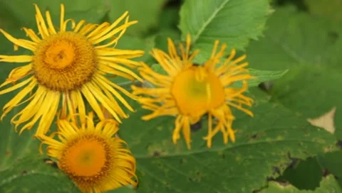 MVI 1757 Stock Footage 8652798