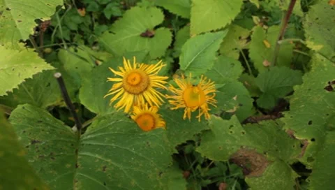 MVI 1758 Stock Footage 8652799