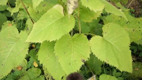 MVI 1761 Stock Footage 8652811