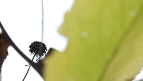 MVI 1762 Stock-Footage 8652813