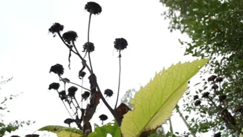 MVI 1763 Stock Footage 8652814