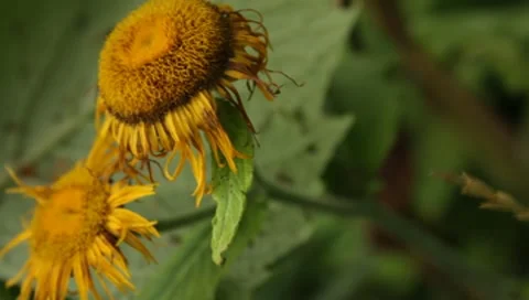 MVI 1764 Stock Footage 8652818