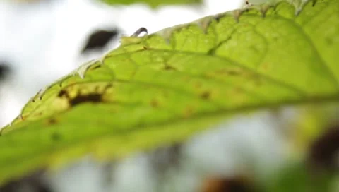 MVI 1765 Stock Footage 8652819