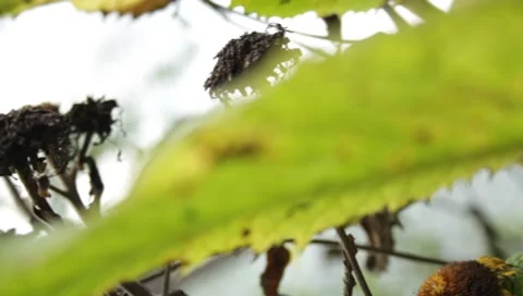 MVI 1766 Stock Footage 8652823