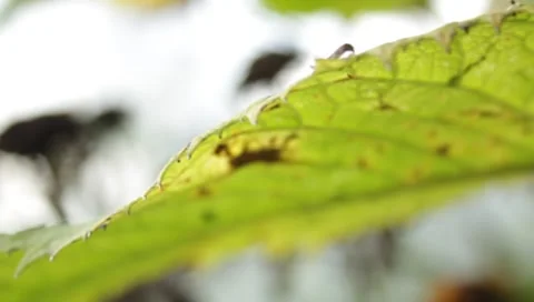 MVI 1767 Stock Footage 8652824