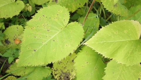 MVI 1768 Stock-Footage 8652829