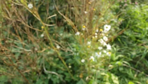 MVI 1769 Stock Footage 8652834