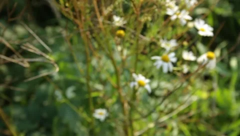 MVI 1770 Stock Footage 8652832