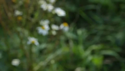 MVI 1771 Stock Footage 8652836