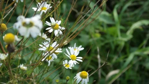 MVI 1772 Stock Footage 8652837