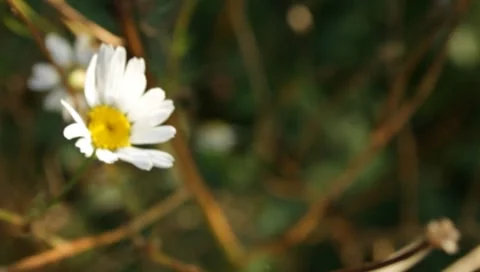 MVI 1776 Stock Footage 8652856