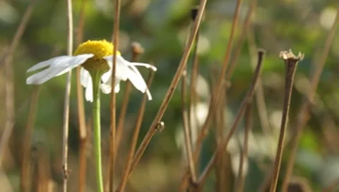 MVI 1778 Stock Footage 8652862